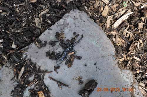 blue spotted salamander